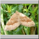 Scotopteryx chenopodiata - Wellenstriemenspanner 01.jpg